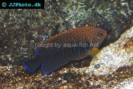 Russet Angelfish picture 1