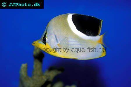 Saddle Butterflyfish picture no. 3