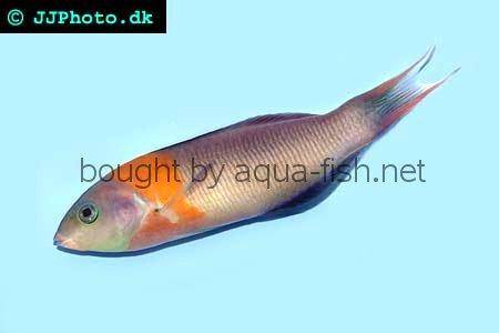 Saddle Wrasse picture