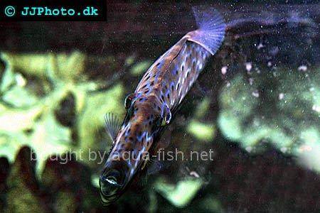 Scrawled Filefish, picture no. 2