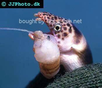 Shorttail Snake Eel, picture no. 2