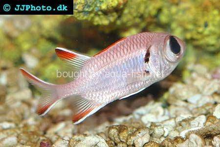 Shoulderbar Soldierfish picture no. 3