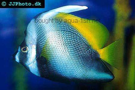 Singular Bannerfish picture