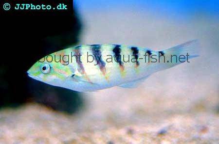 Sixbar Wrasse picture