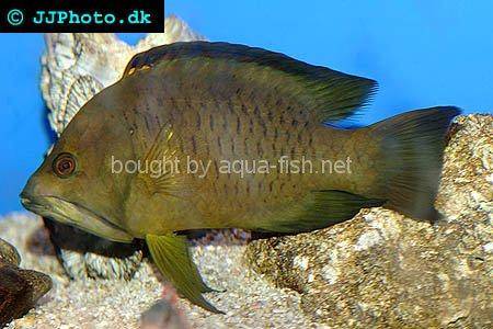 Slingjaw Wrasse picture