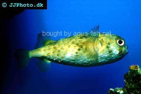 Spot-Fin Porcupinefish picture no. 2
