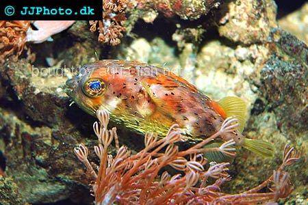 Spot-Fin Porcupinefish picture no. 3