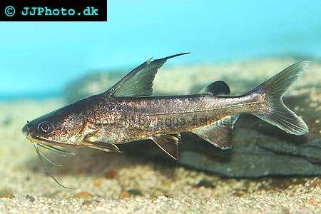 Spotfin Sea Catfish, picture no. 2