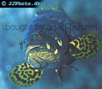 Spotted Coralgrouper picture