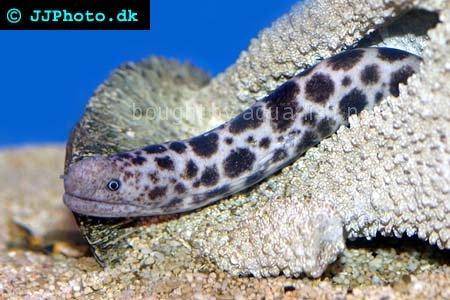 Spotted Eel picture
