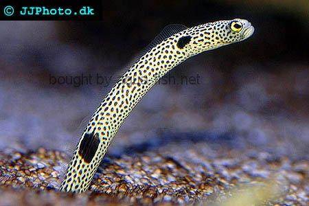 Spotted Garden-Eel picture