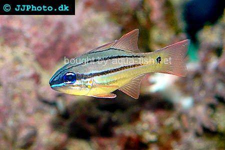 Spotted-Gill Cardinalfish picture number 1