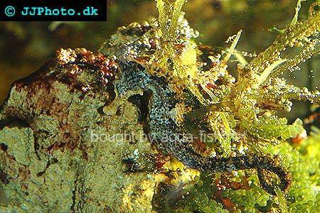 Spotted Seahorse picture no. 3