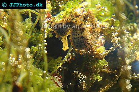 Spotted Seahorse picture no. 4