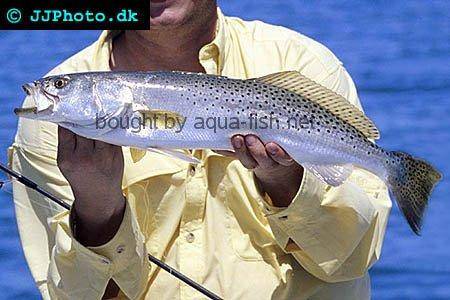 Spotted Seatrout picture