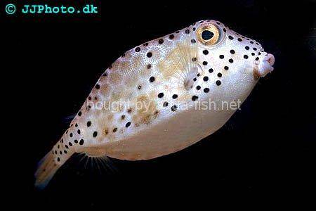 Spotted Trunkfish picture