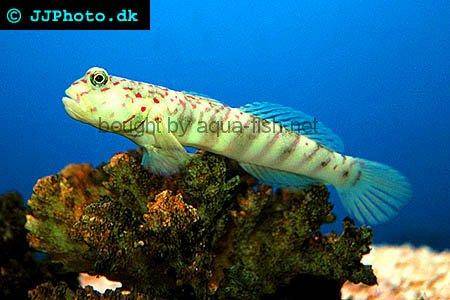 Spotted Watchman Goby picture