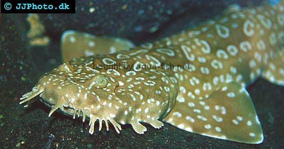 Spotted Wobbegong picture