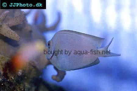 Striated Surgeonfish picture