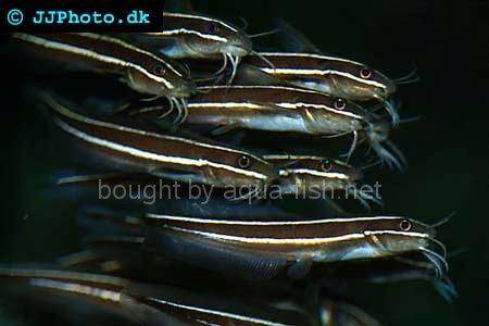 Striped Eel Catfish picture no. 1