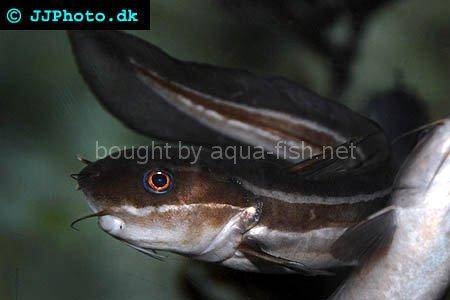 Striped Eel Catfish picture no. 4