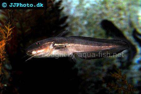 Striped Eel Catfish picture no. 5