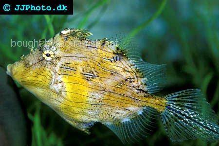 Tassle Filefish picture number 1