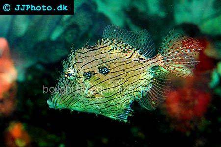 Tassle Filefish picture number 2