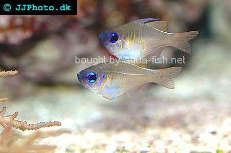Threadfin Cardinalfish, picture 1