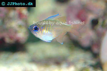 Threadfin Cardinalfish, picture 4