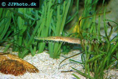 Trumpetfish picture number 1