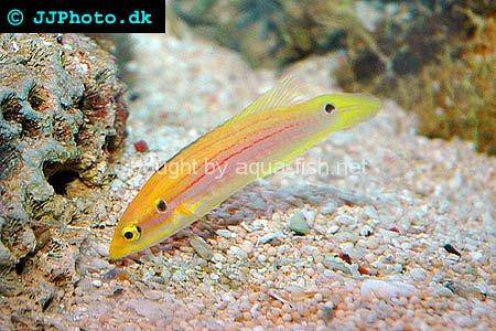 Twinspot Hogfish picture no. 1