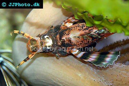Twospot Turkeyfish picture