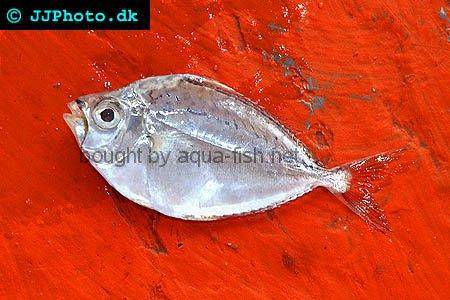 Whipfin Ponyfish, picture no. 1