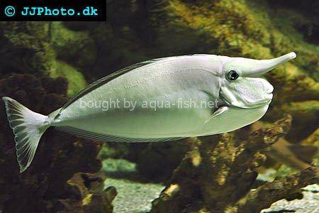 Whitemargin Unicornfish picture no. 1