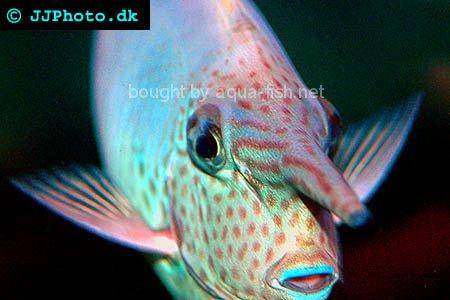 Whitemargin Unicornfish picture no. 2