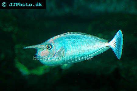 Whitemargin Unicornfish picture no. 4
