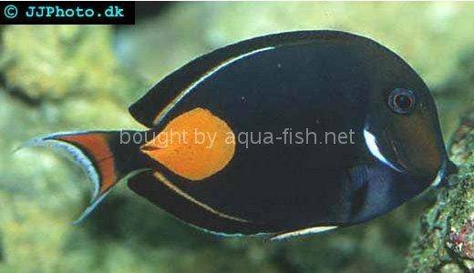 Achilles Tang, picture 1