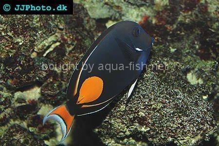 Achilles Tang, picture 3