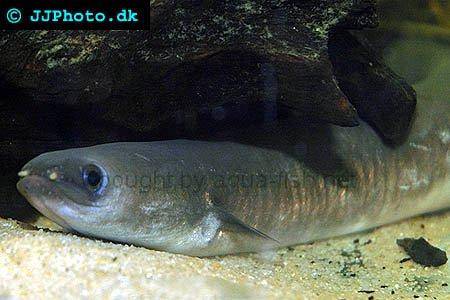 African Longfin Eel picture