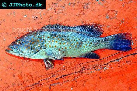 Areolate Grouper picture