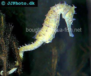 Barbour’s Seahorse picture no. 1