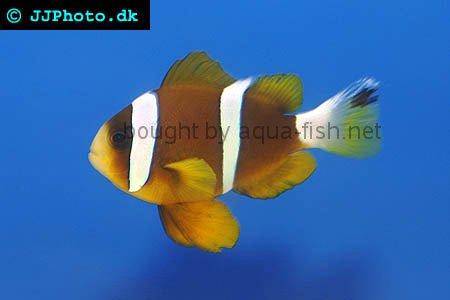 Barrier Reef Anemonefish picture