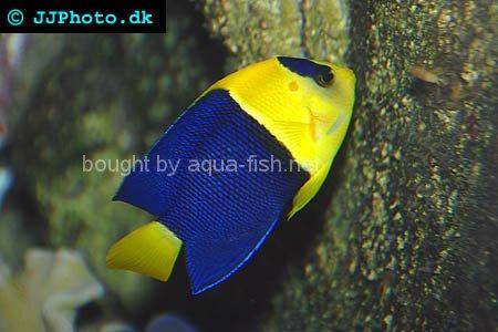 Bicolor Angelfish, picture no. 3