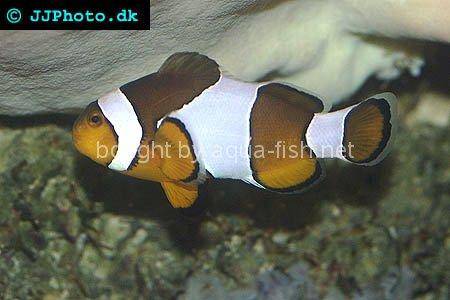 Black and White False Ocellaris Clown, picture number 2