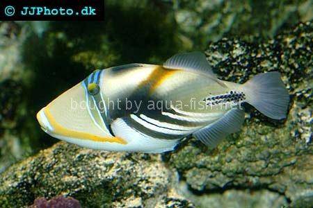 Blackbar Triggerfish picture no. 3