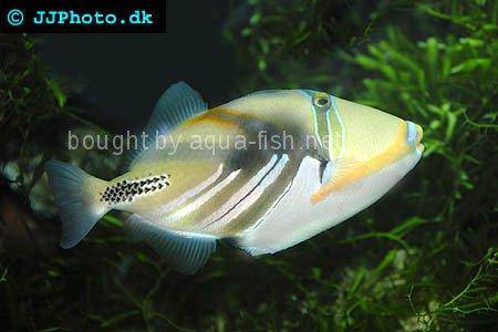 Blackbar Triggerfish picture no. 4