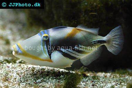 Blackbar Triggerfish picture no. 7