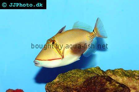 Blackbelly Triggerfish picture no. 1