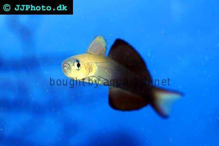 Blackfin Dartfish picture no. 2